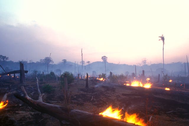 <p>There has been a spike in deforestation since 2020, due in large part to the destruction of the Amazon rainforest </p>