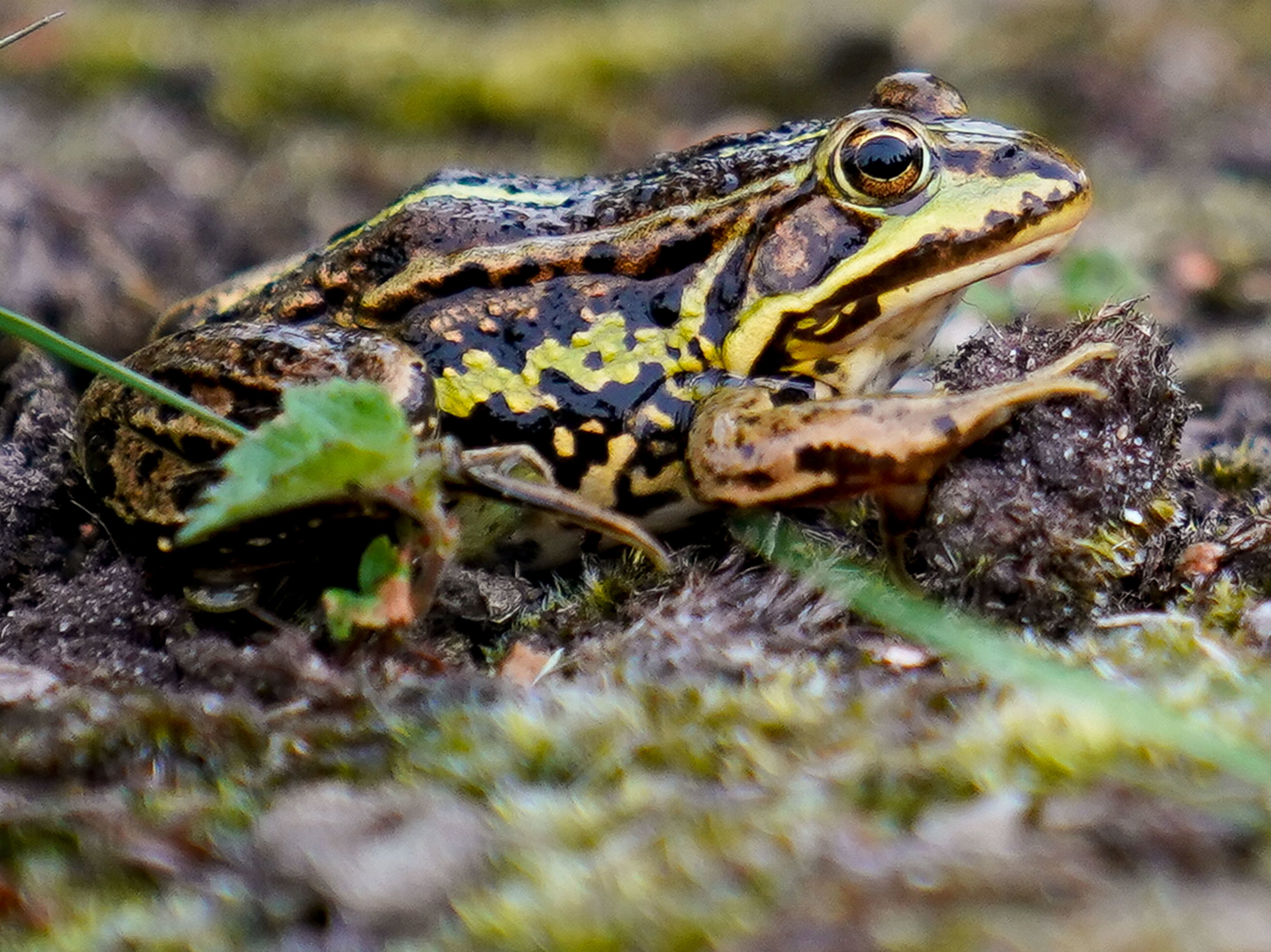 <p>Northern Pool Frog</p>