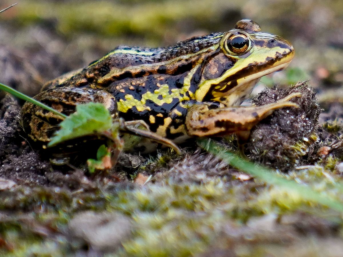 Frog that became extinct across England is reintroduced to Norfolk