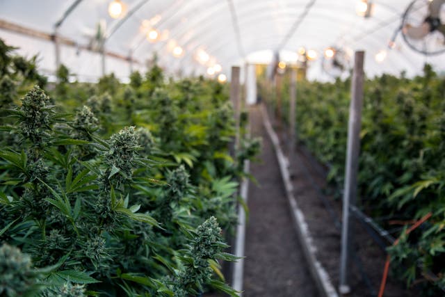 <p>This year, the Narcotics Bureau identified more than 500 illegal outdoor cannabis growing operations in the Antelope Valley</p>