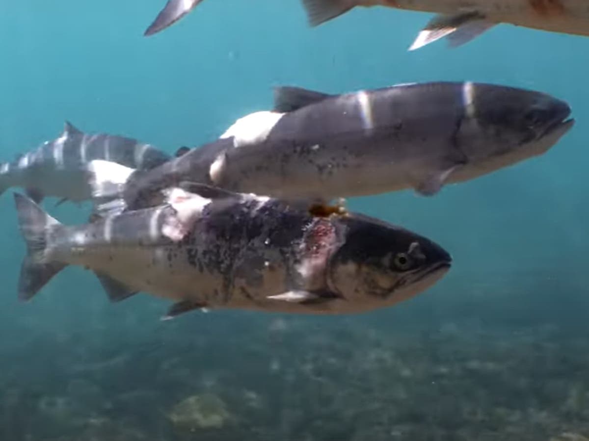 Video shows endangered salmon scorched to death in river during US heatwave