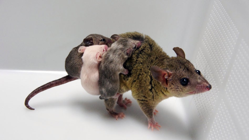 Scientists at Japan’s NIKEN institute created the first-ever genetically modified marsupial using the gene-editing technology CRISPR.