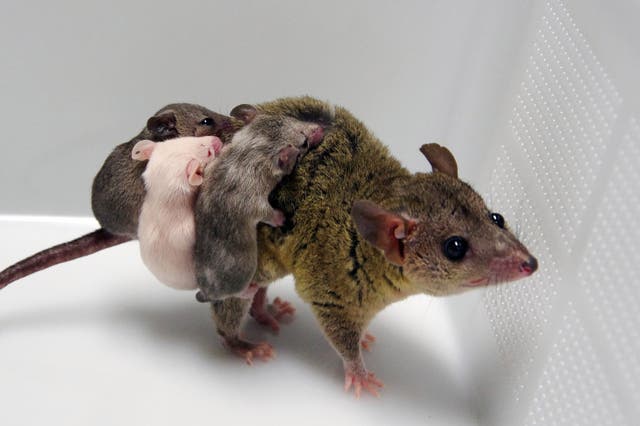 <p>Scientists at Japan’s NIKEN institute created the first-ever genetically modified marsupial using the gene-editing technology CRISPR.</p>