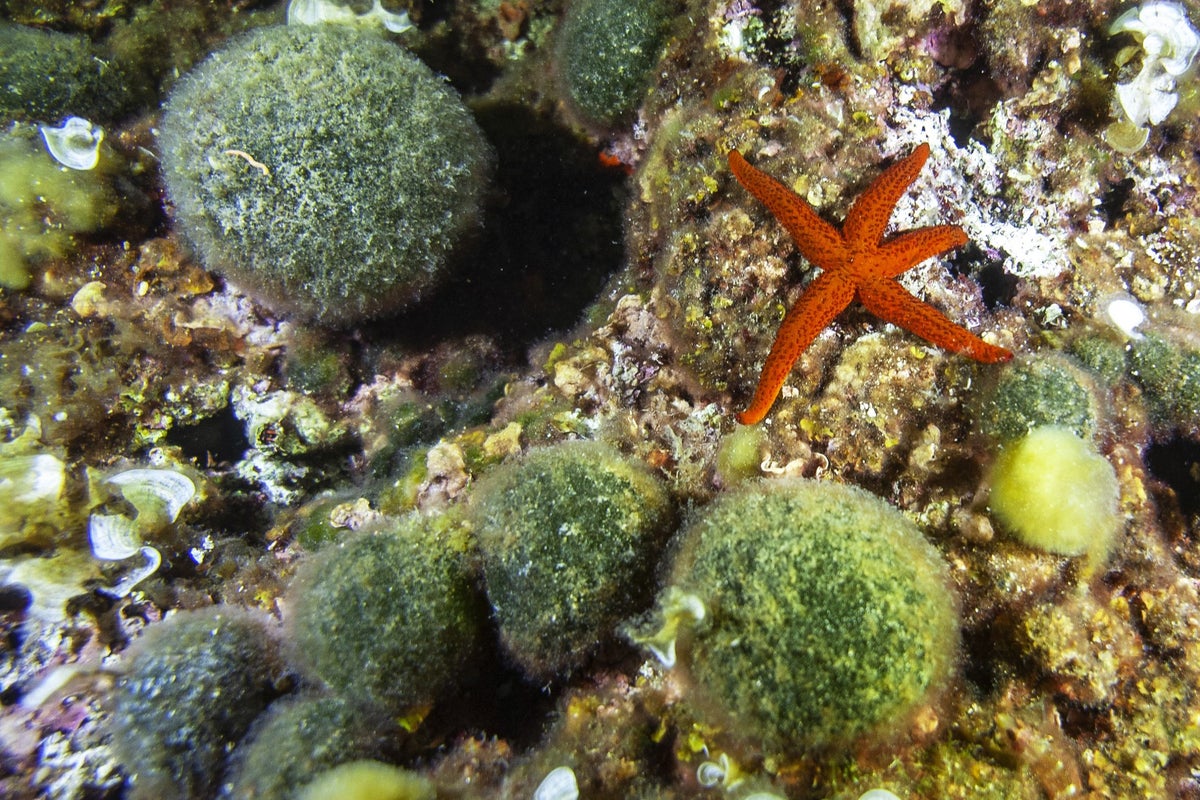 How a livestream from the ocean floor became the latest social media hit