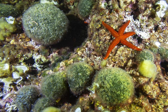 <p>Red starfish near Green sponge ball pictured in the Tiboulen du Frioul reef near Marseille, southern France</p>