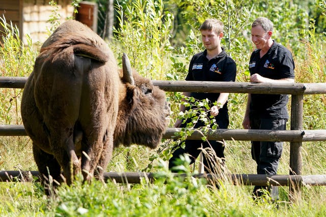 <p>Tom Gibbs (left) and Donovan Wright, the UK’s first-ever bison rangers, get to know a bison (Gareth Fuller/PA)</p>
