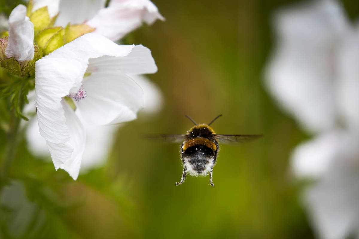 Caffeine may help bees pollinate, study with robotic flowers shows