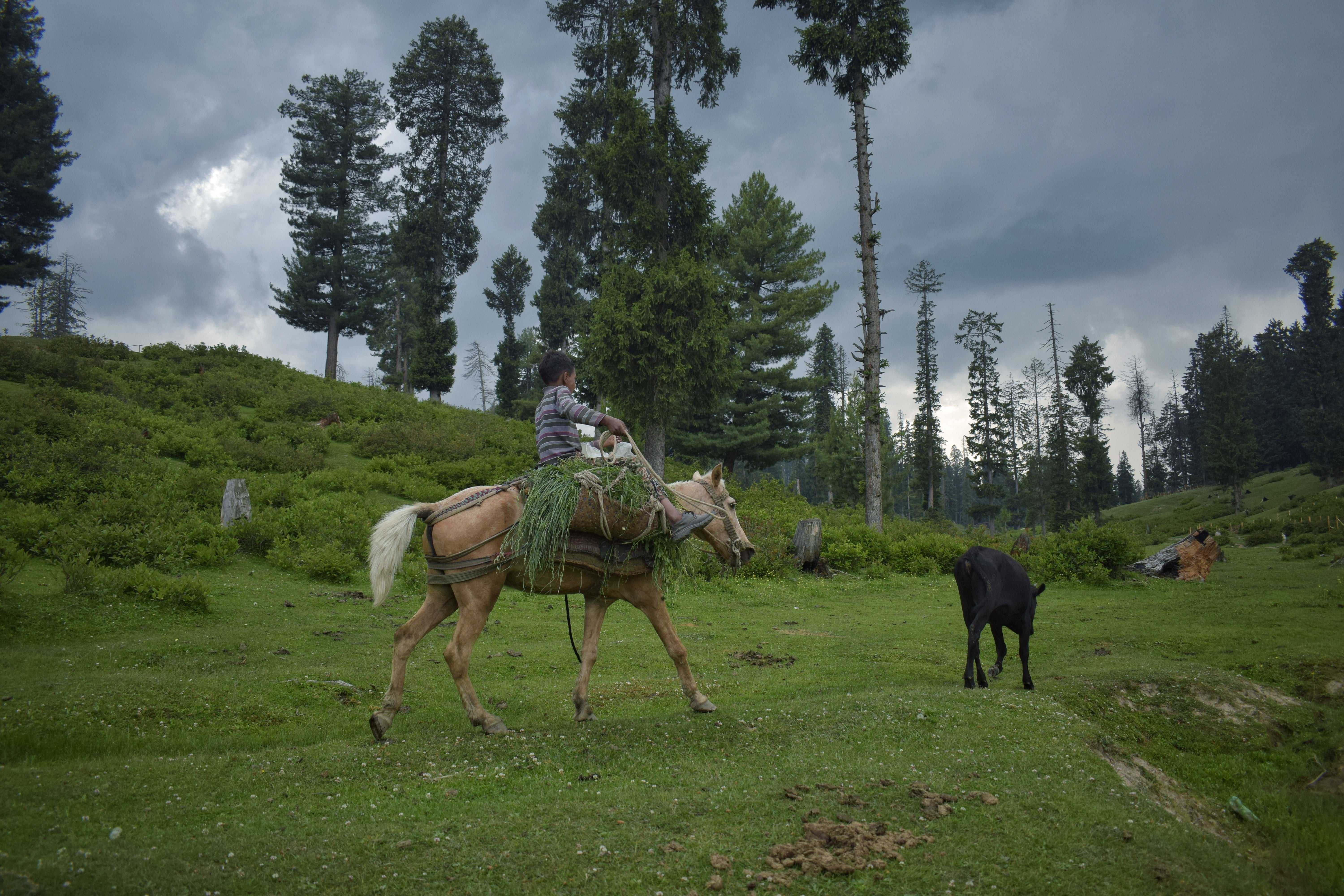 A Gujjar child riding a horse after returning from the field with green fodder for his cattle