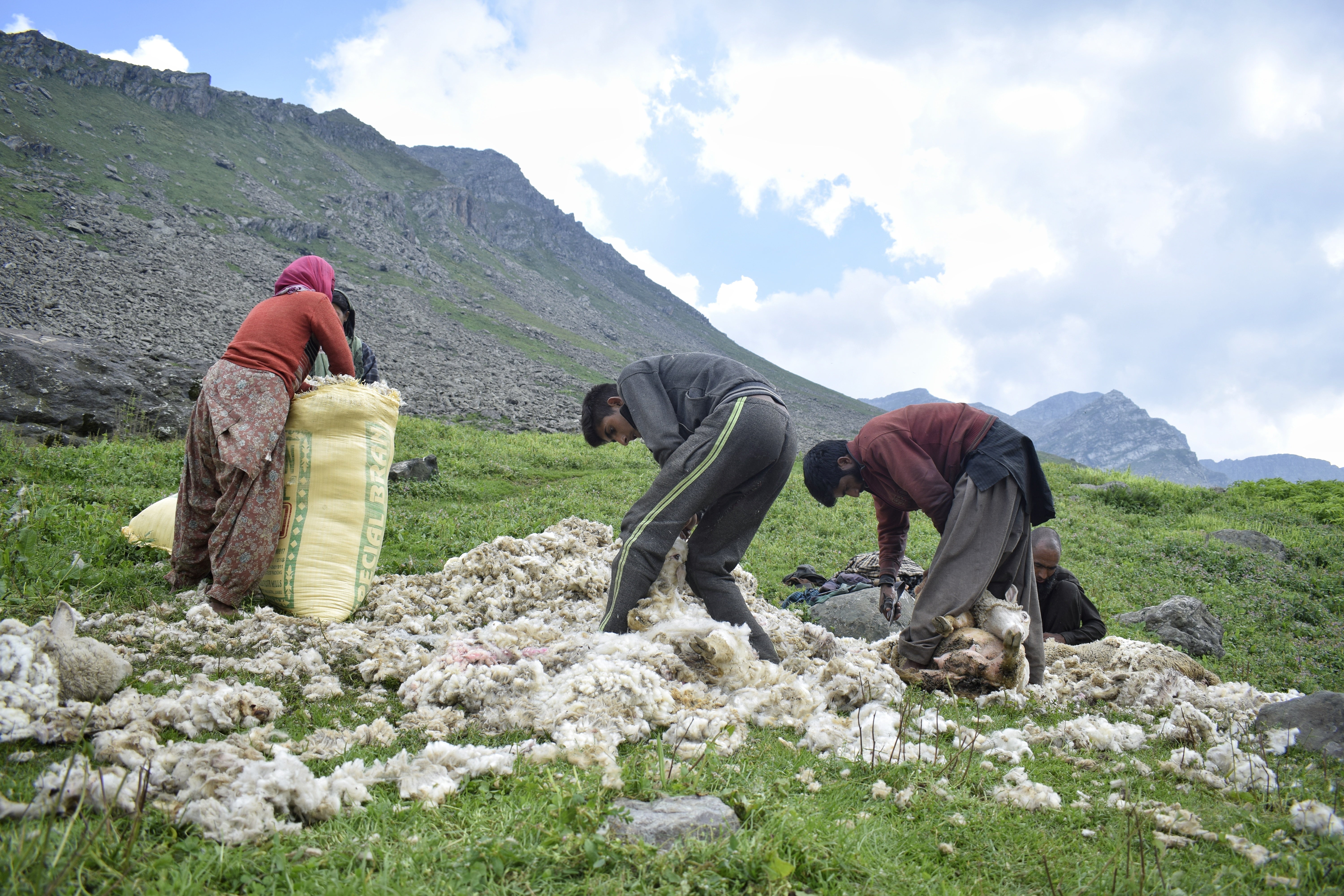 A pastoral family shearing the fleece of their herd of sheep in the outskirts of Anantnag district