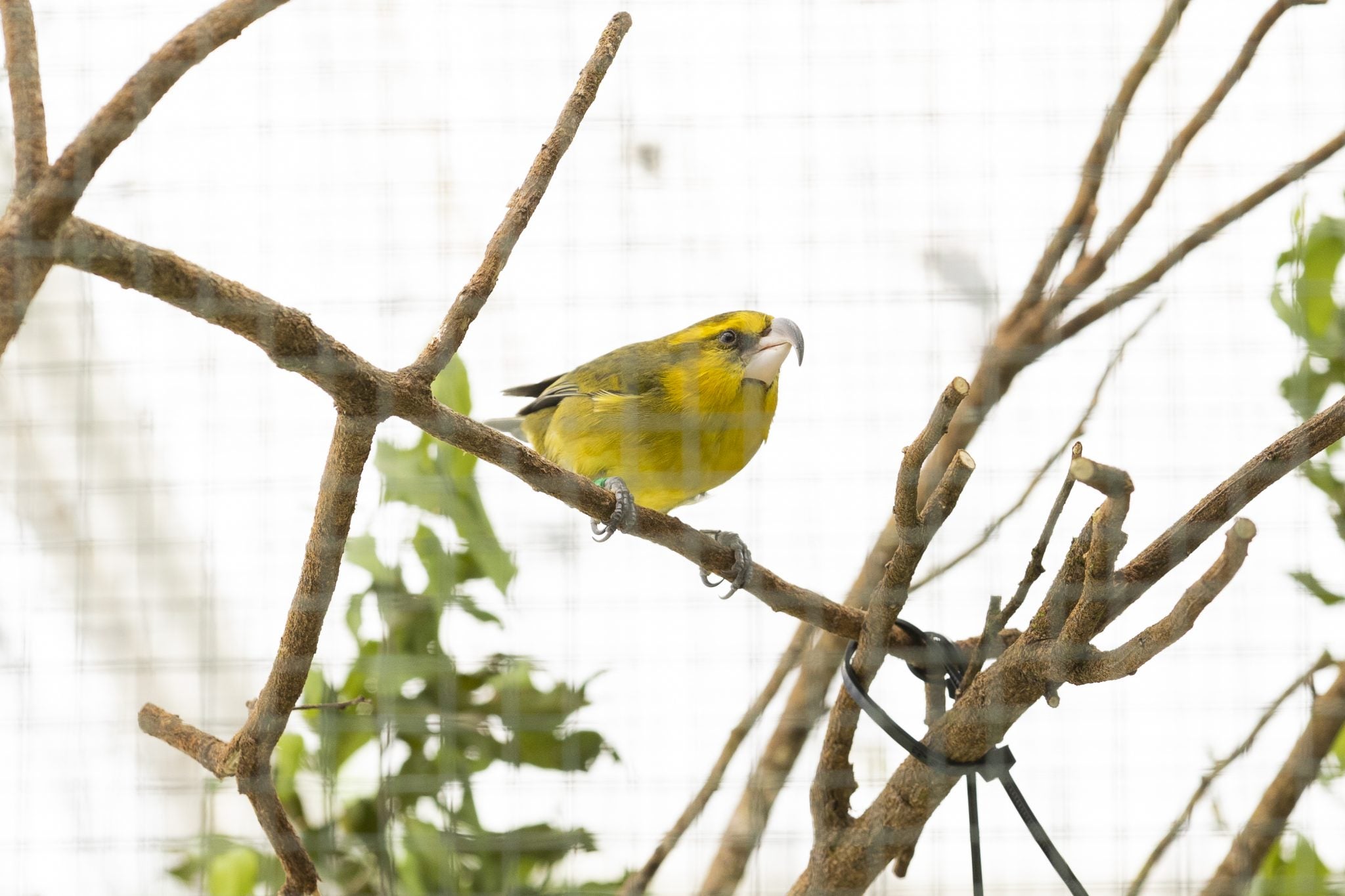 <p>This bird has been found alive after thought to be dead on a nature reserve in Hawaii</p>