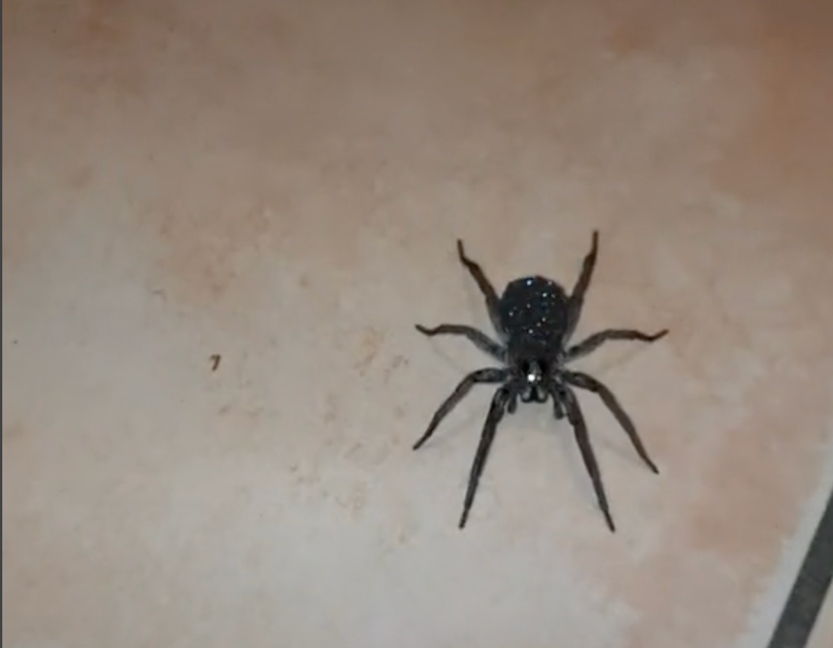 Man terrified after finding ‘sparkling’ spider that turns out to be hundreds of hatching babies