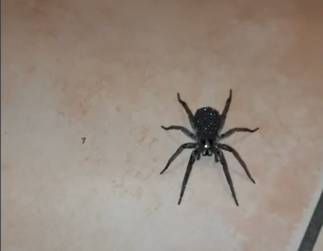 <p>This spider is a wolf spider who carries their babies on their back, which gives the impression they ‘sparkle’</p>