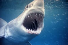 Great white shark with huge bite scar sparks frenzy of theories on Instagram: What bites a huge shark?