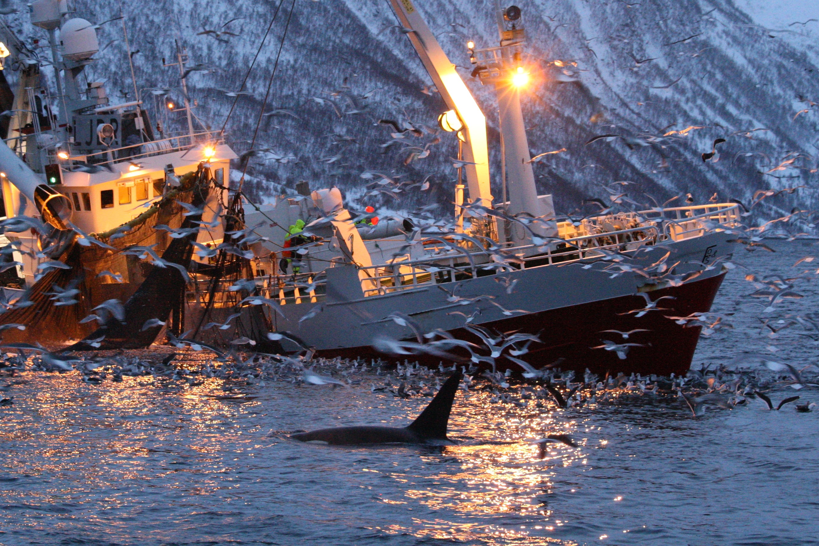 An orca, or killer whale, feeding on herrings near fishing boat in Kaldfjord, Tromso, Norway, Atlantic Ocean