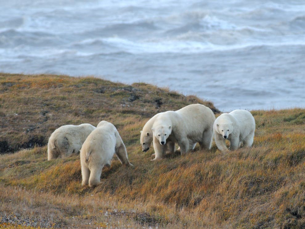 <p>File: Inbreeding among Polar Bears can be dangerous for genetic diversity </p>