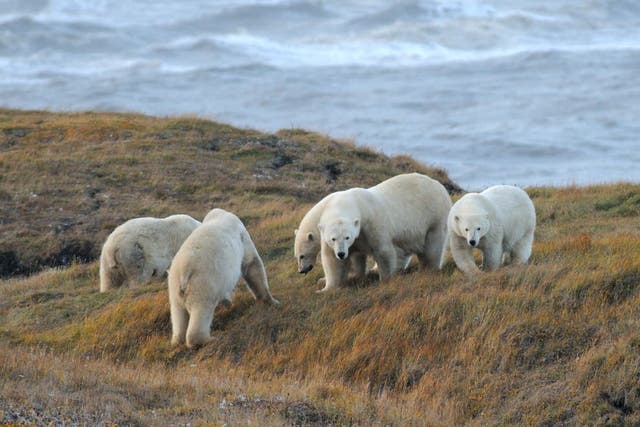 <p>Polar bears are increasingly being forced onto land as sea ice melts, raising the risk of conflict with humans, research suggests</p>