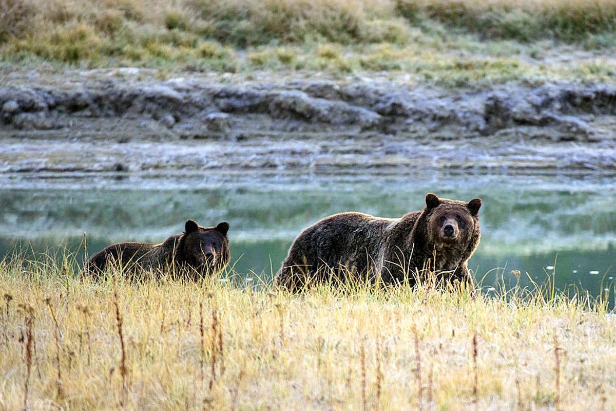How to survive a bear attack - based on the species and its behaviour