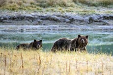 Yellowstone hunts for woman who got too close to grizzly bear