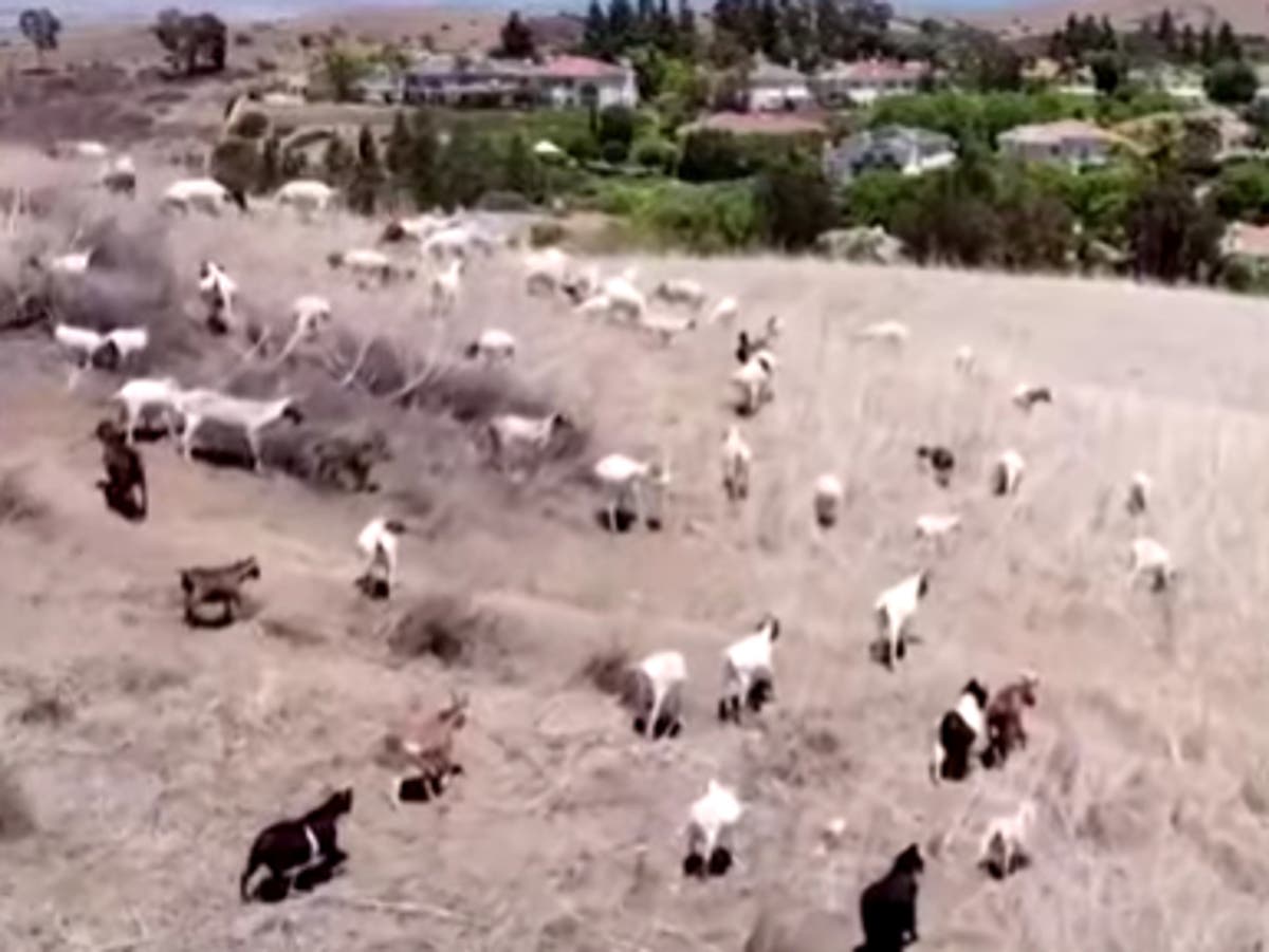 Grazing goats return to help reduce wildfire risk in California