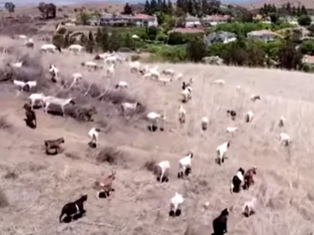 <p>Goats wander the hills near Irvine, California, where they graze on grasses and invasive plants that can fuel wildfires.</p>