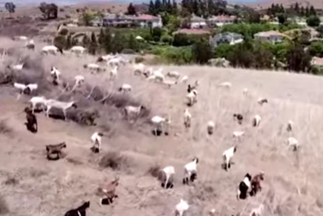 <p>Goats wander the hills near Irvine, California, where they graze on grasses and invasive plants that can fuel wildfires.</p>