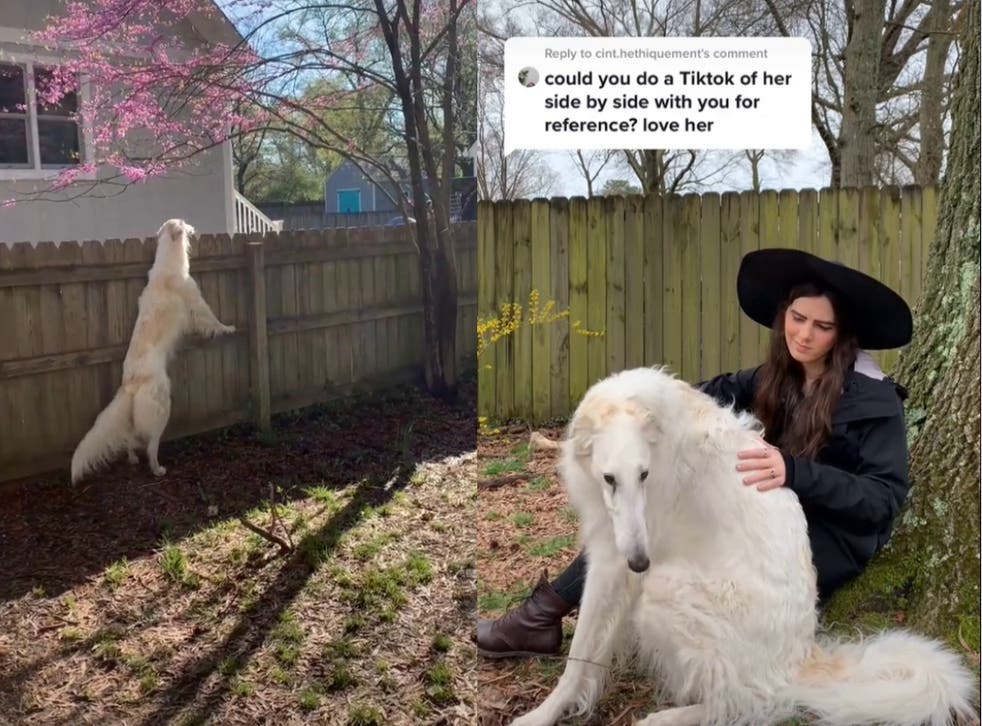 Dog Goes Viral On Tiktok For Being So Huge That She Is Compared To Giraffe Indy100 Dog Goes Viral On Tiktok For Being So Huge That She Is Compared To Giraffe Indy100