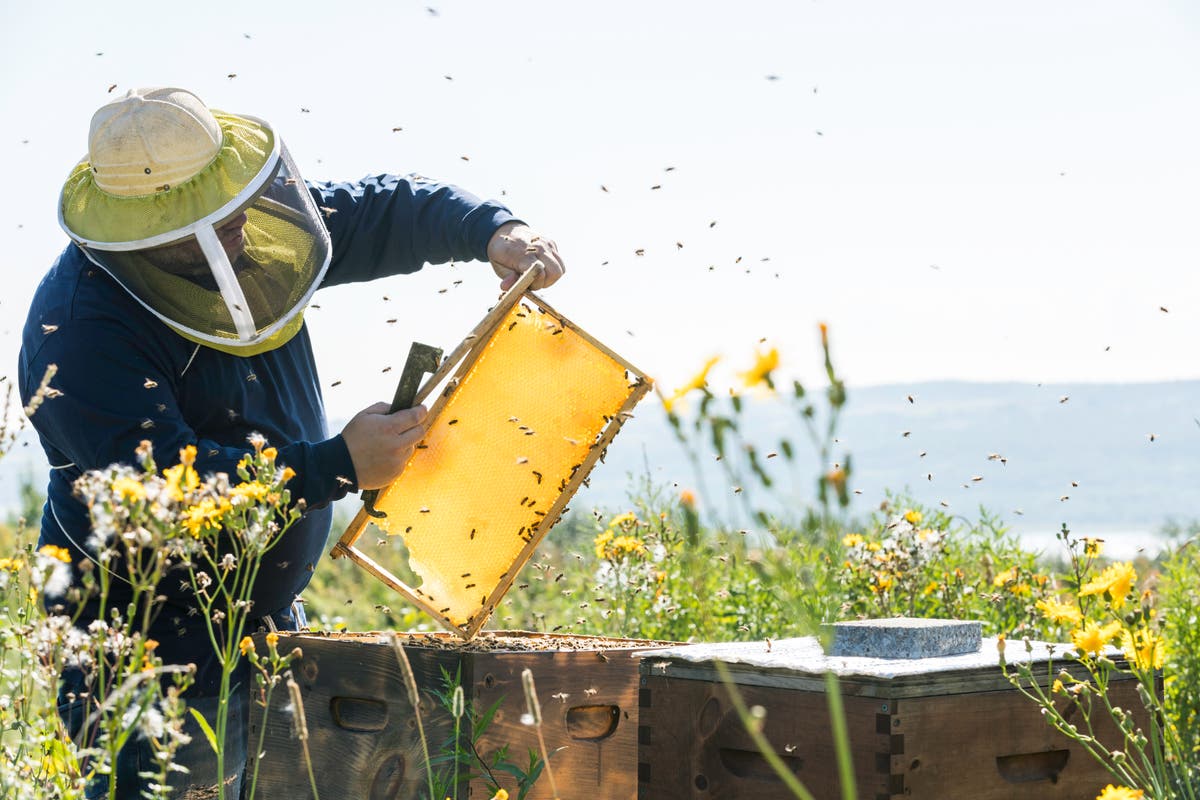 Life lessons from beekeepers - get used to bugs in your salad