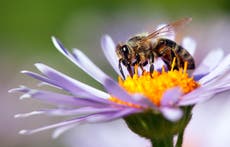 Honeybees first non-human animals that can differentiate between even and odd numbers, study finds