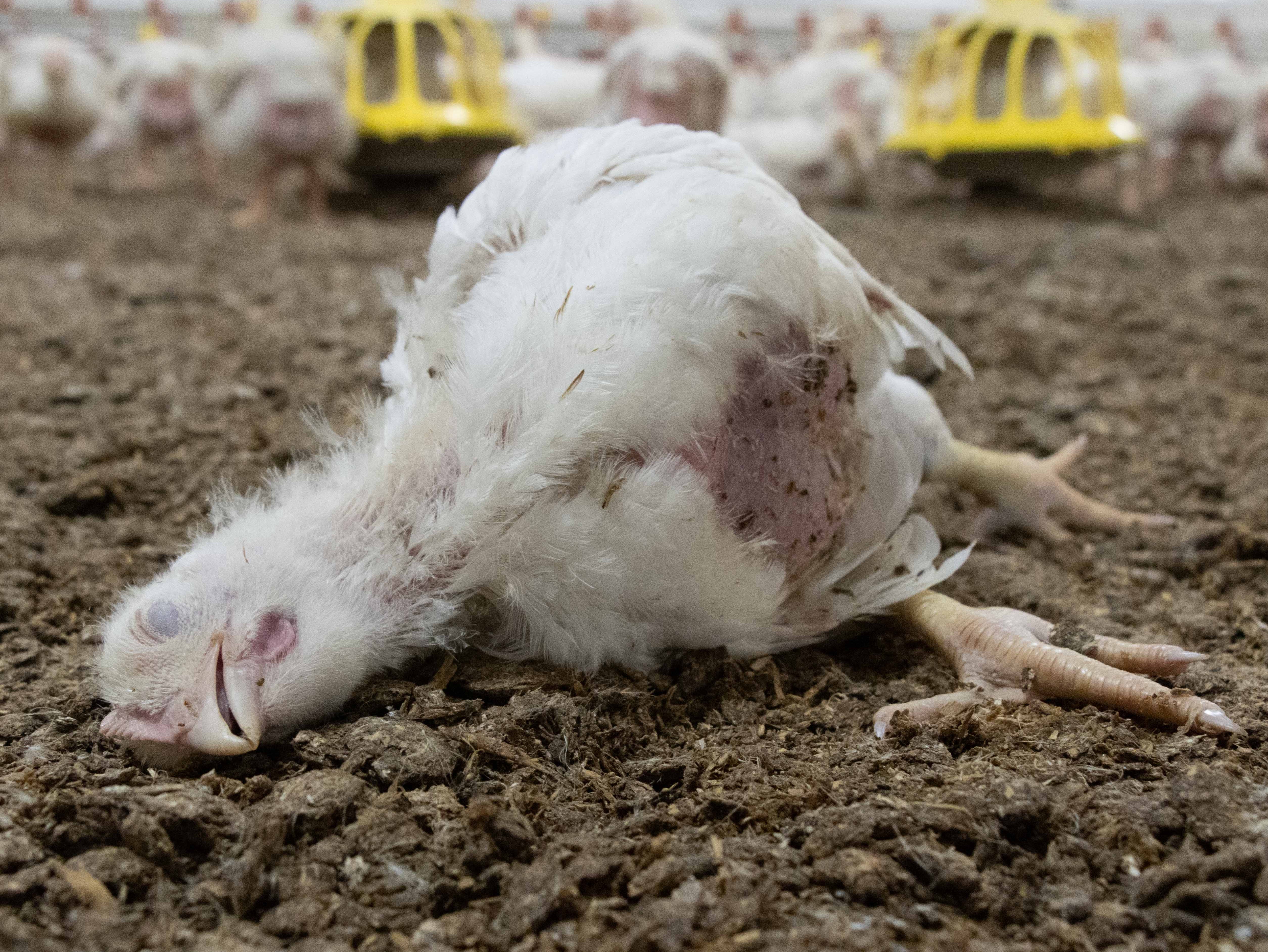 Some chickens lay dying on the ammonia-soaked floors