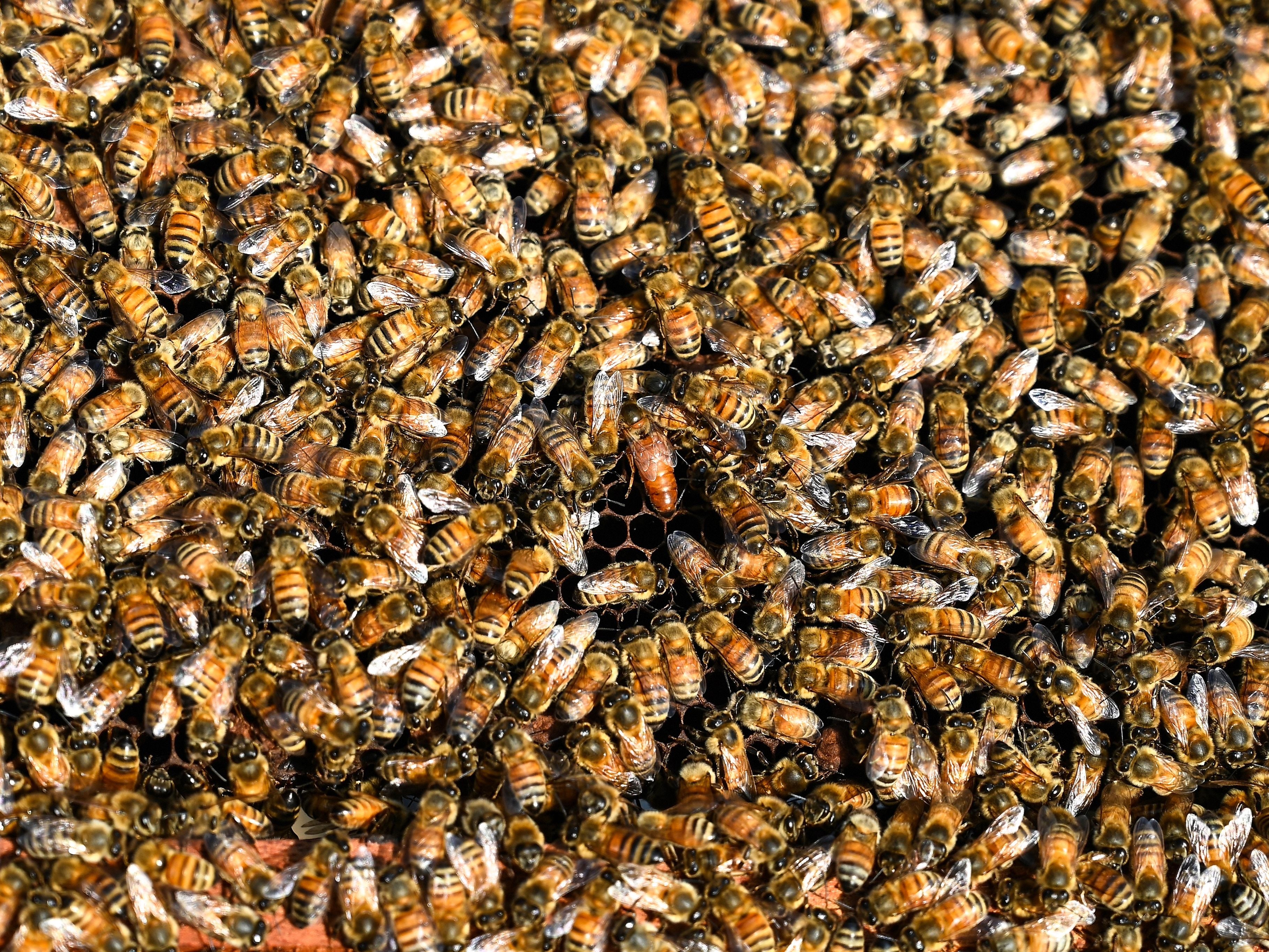 Bee farmr onlyfans