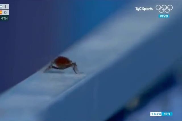 <p>Bored TV cameraman under fire for cutting away from olympic hockey to film cockroach</p>