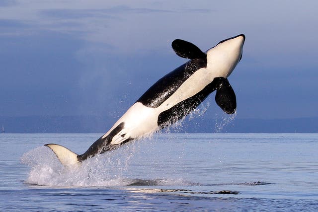 Northwest Orca Protection