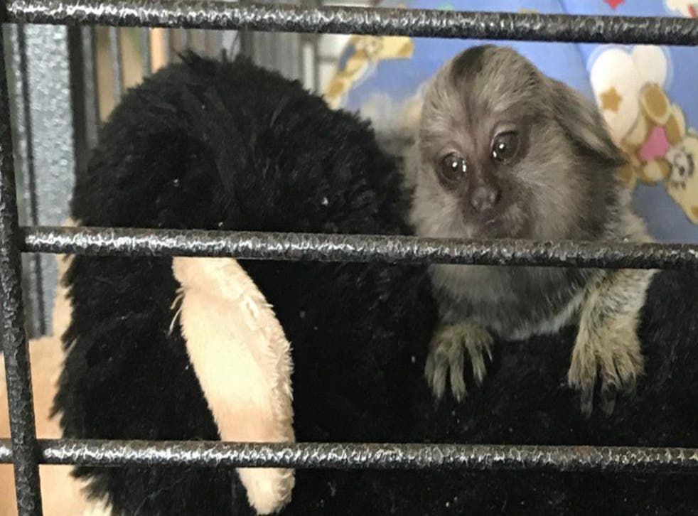 Baby Monkey Rescued From Miserable Life In Essex The Independent Baby Monkey Rescued From Miserable Life In Essex The Independent