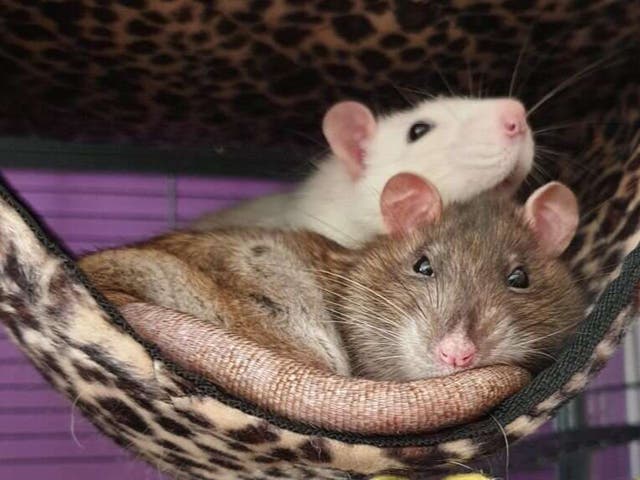 <p>Pet rats, belonging to one of the study’s author’s, cuddle in their cage</p>