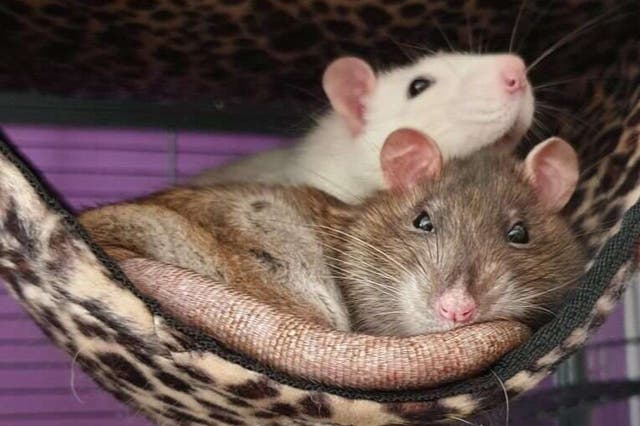 <p>Pet rats, belonging to one of the study’s author’s, cuddle in their cage</p>
