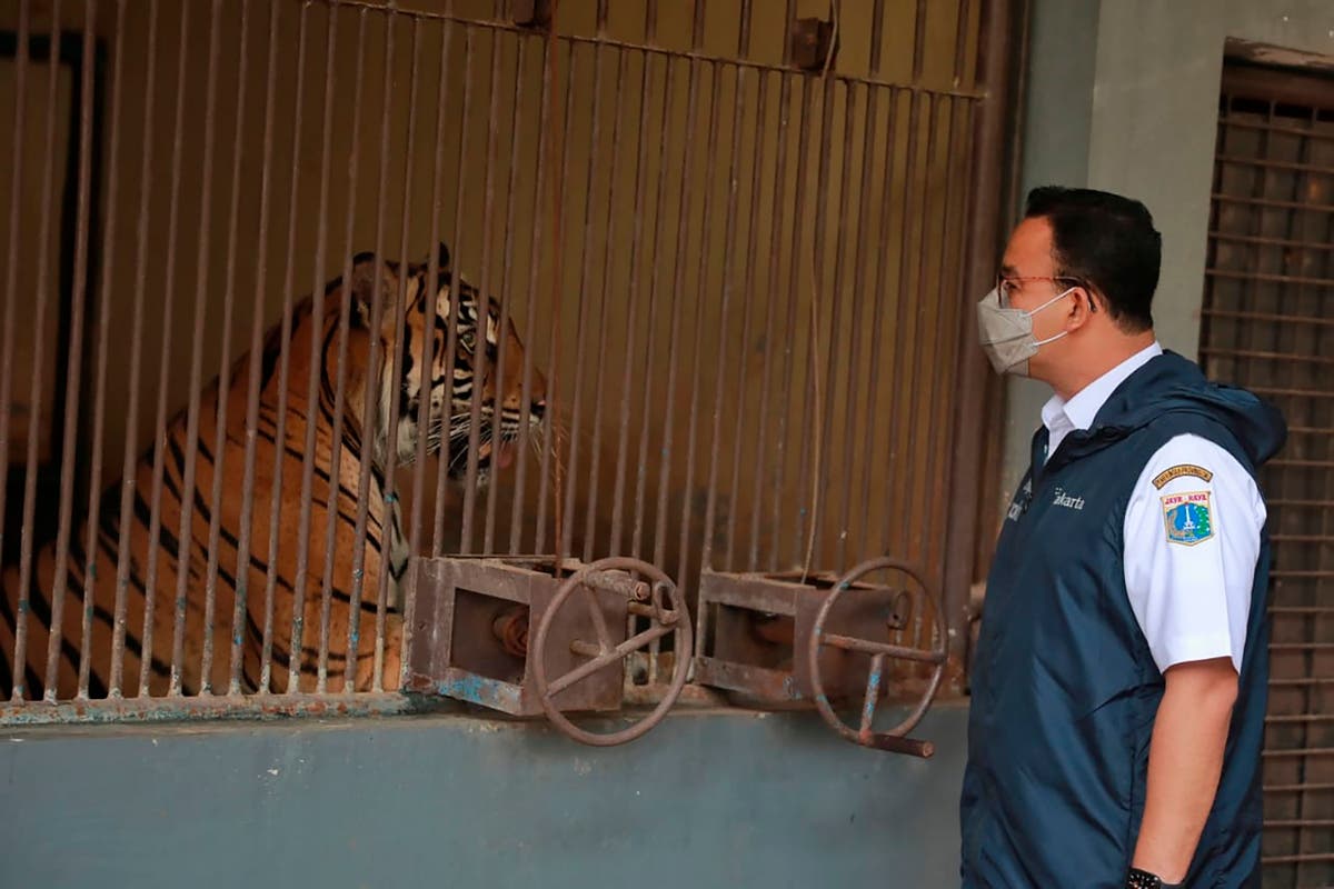 2 rare Sumatran tigers recovering after catching COVID-19