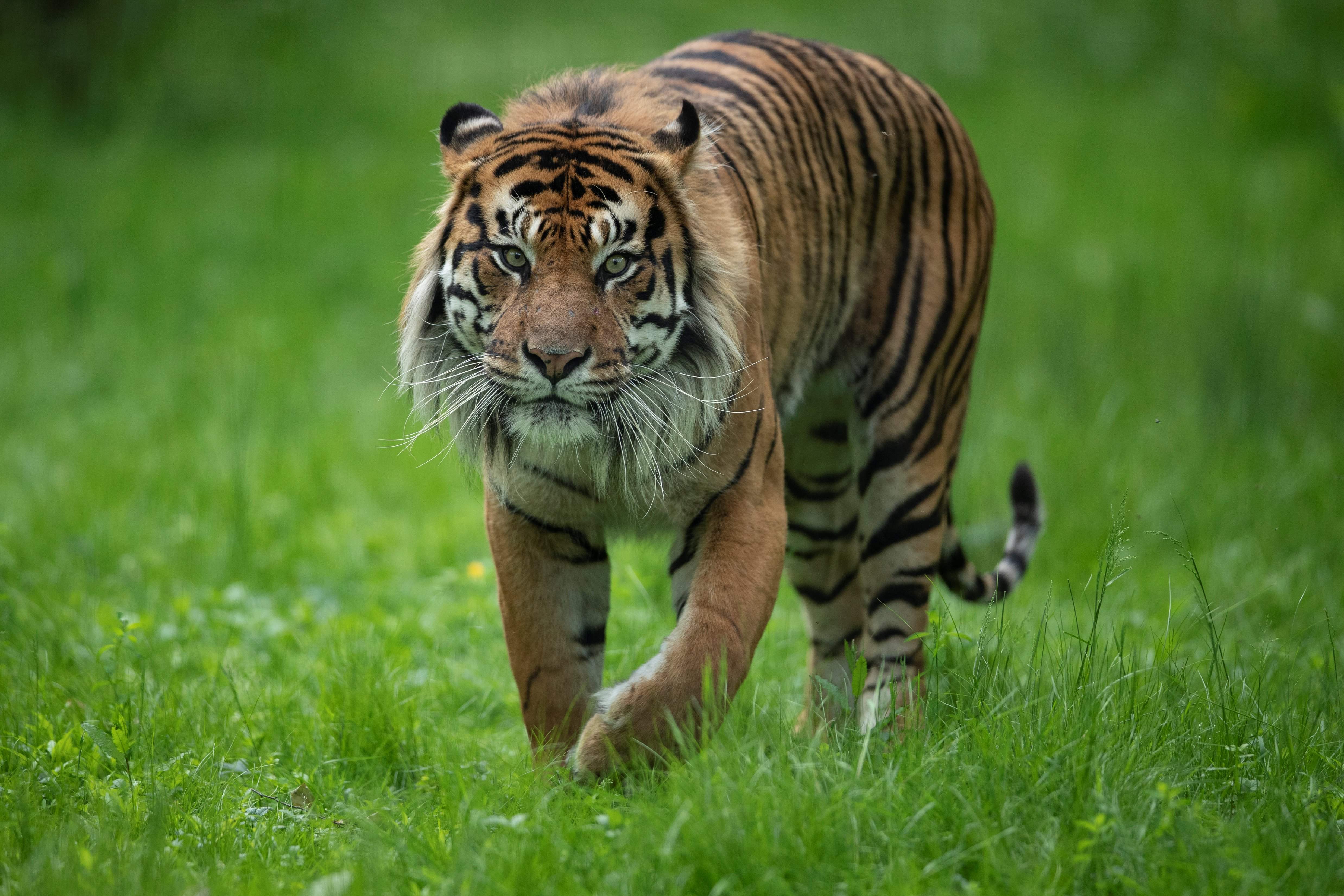 Sumatran tigers are the most critically endangered tiger subspecies [file photo]