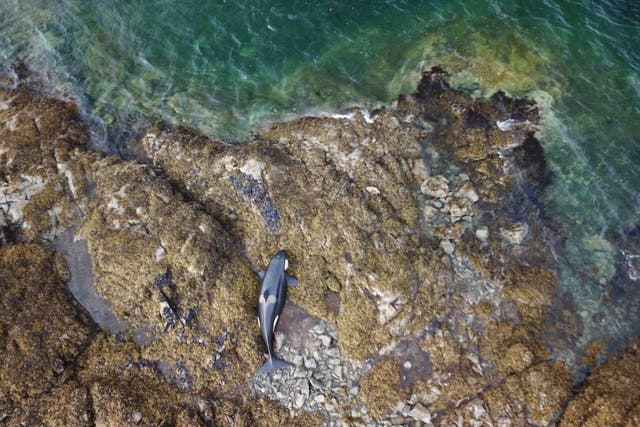 <p>A beached killer whale in Prince Edward Island, Alaska, on Thursday, 29 July, 2021.</p>