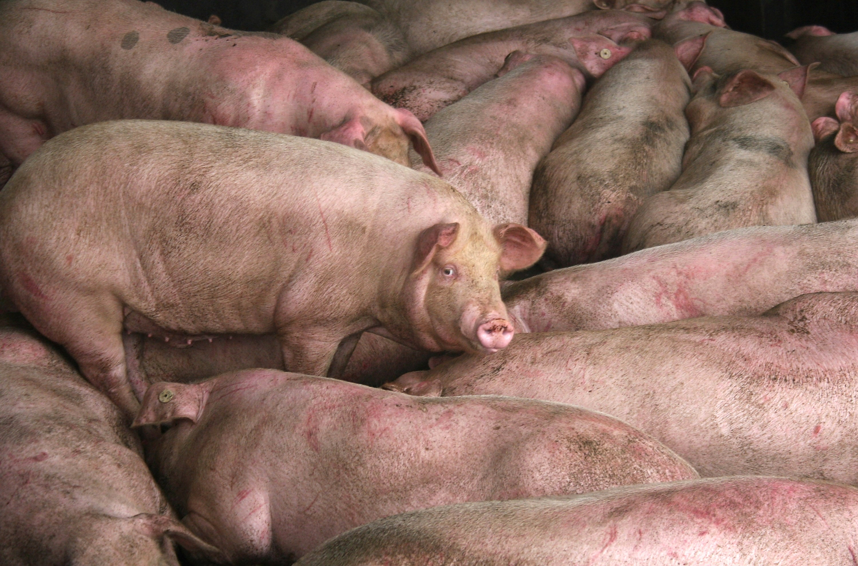 Pig numbers have rapidly increased since the African swine fever outbreak which struck the country in 2018