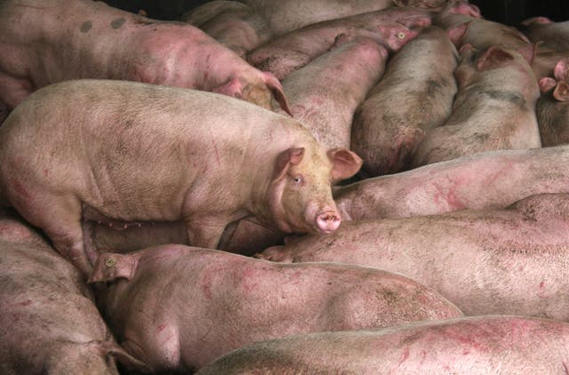 <p>Pig numbers have rapidly increased since the African swine fever outbreak which struck the country in 2018</p>