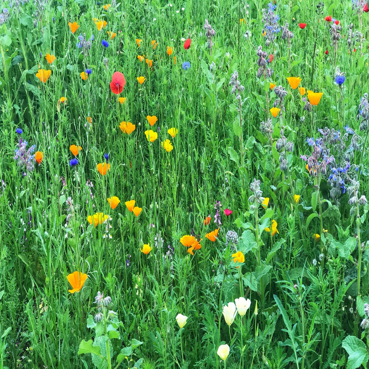 When and How to Plant Wildflower Seeds to Rewild Your Yard