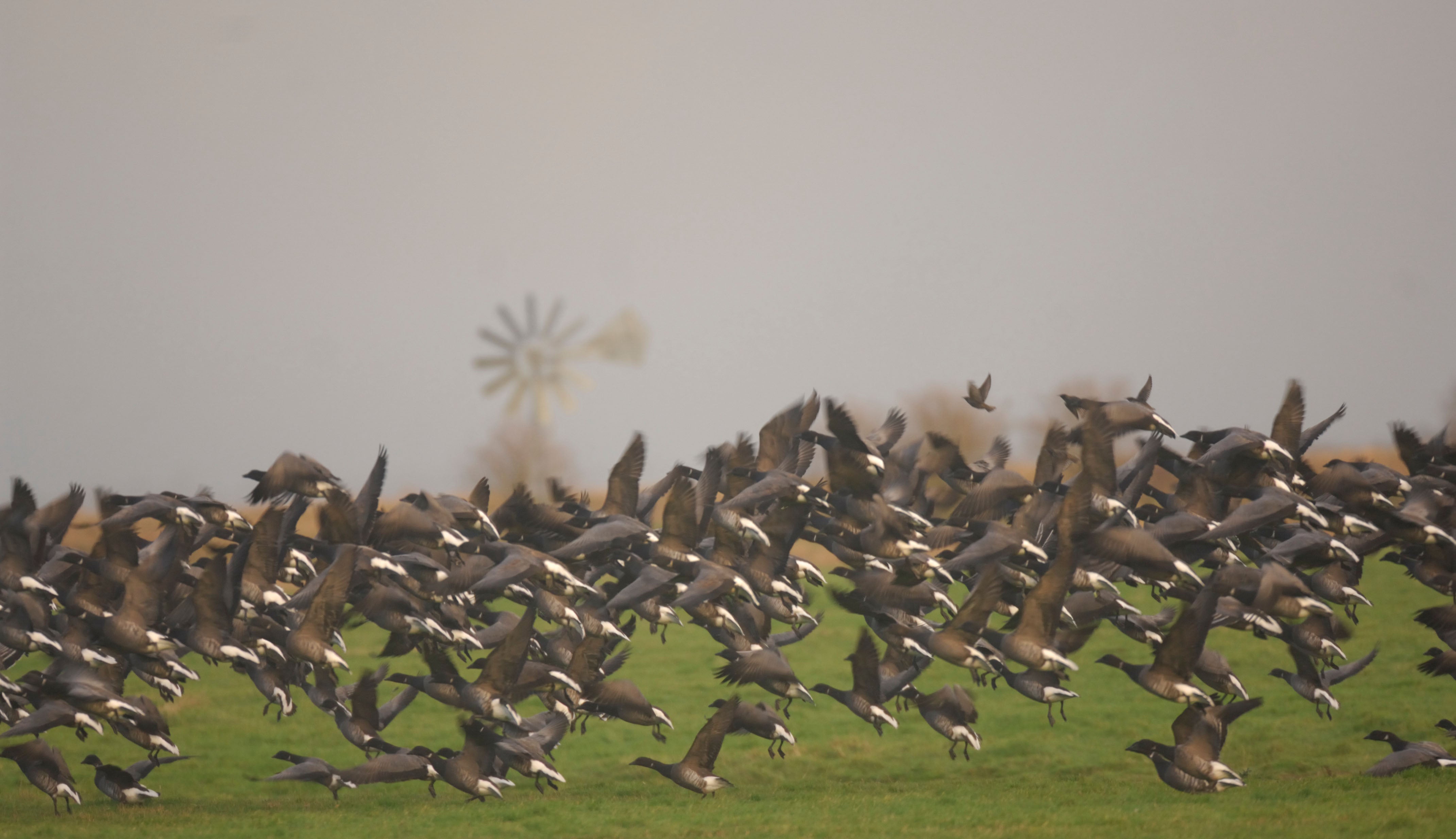 Brent geese at Old Hall Marshes (Alamy/PA)