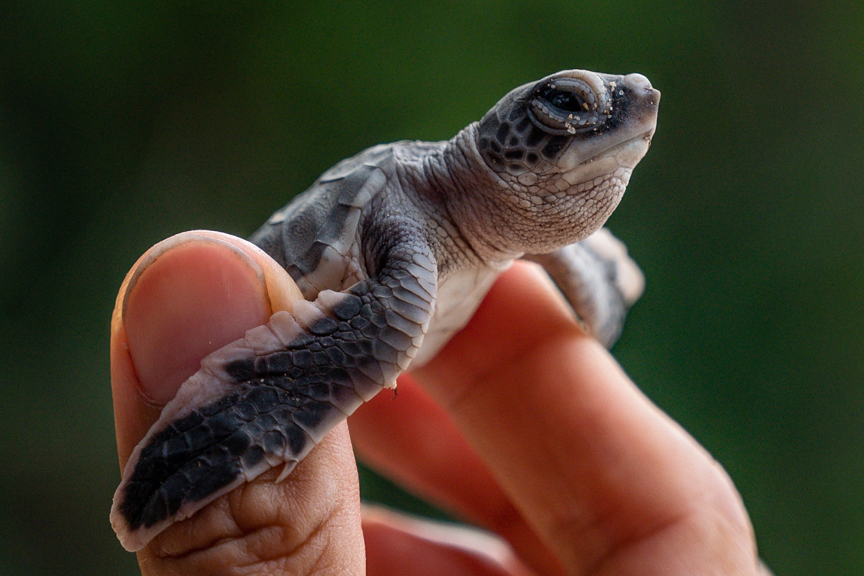 Many young turtles feed near the surface of the ocean, where plastic accumulates