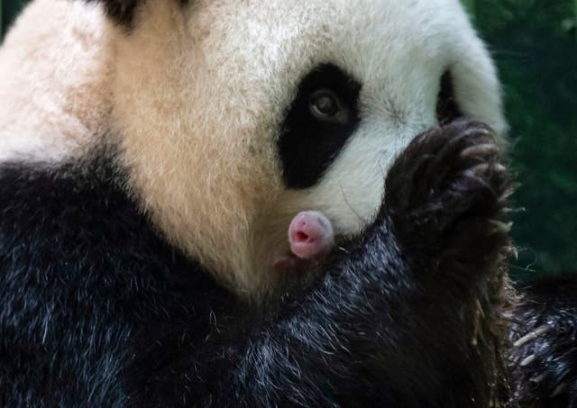 France China Pandas