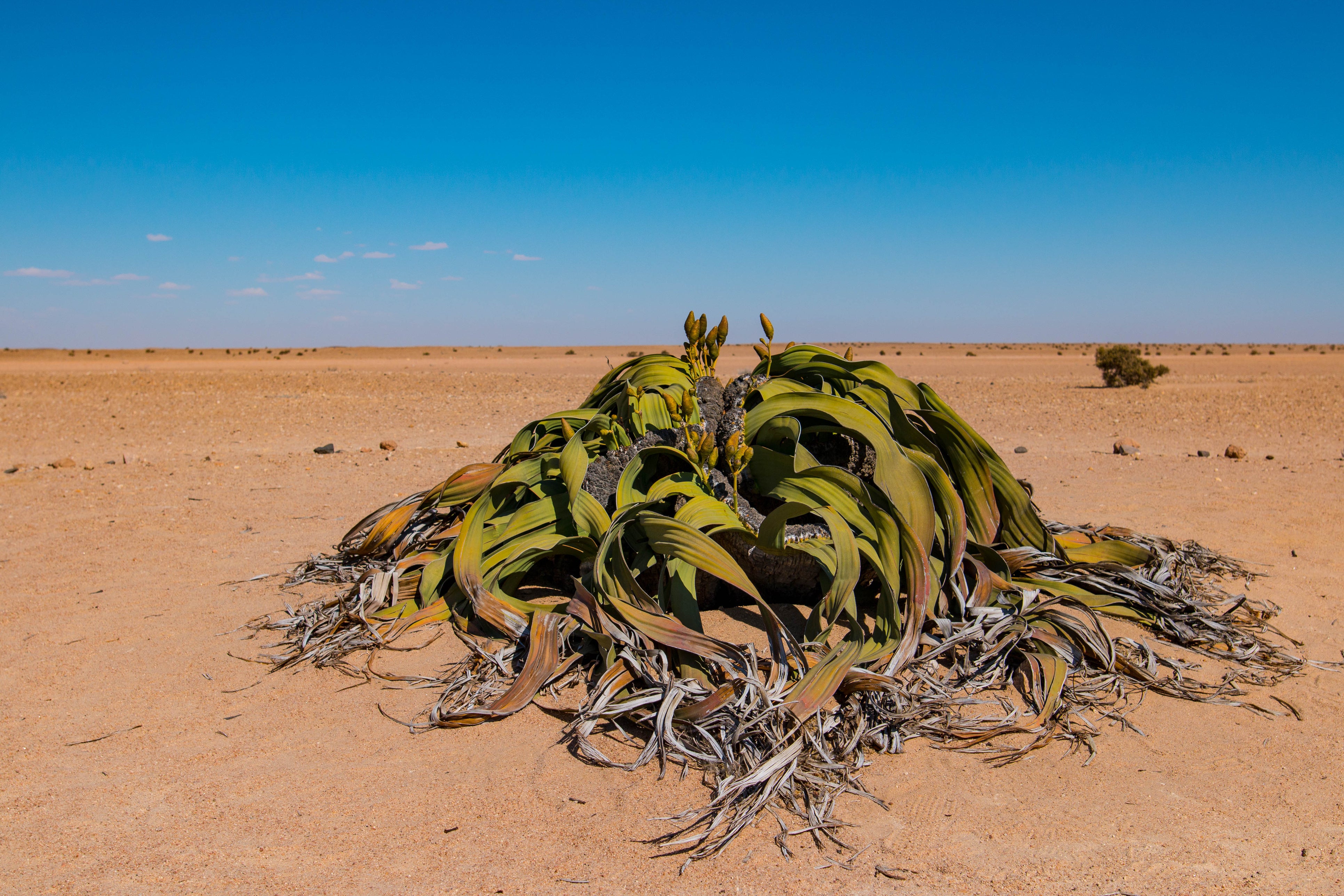 Welwitschia can live for thousands of years