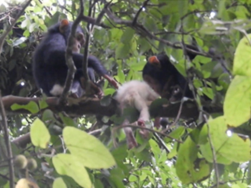 Two young chimpanzees inspect the body of the infant with albinism