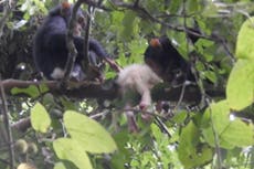Rare wild albino chimpanzee killed by other chimps