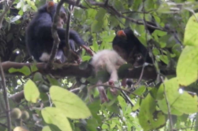 <p>Two young chimpanzees inspect the body of the infant with albinism</p>