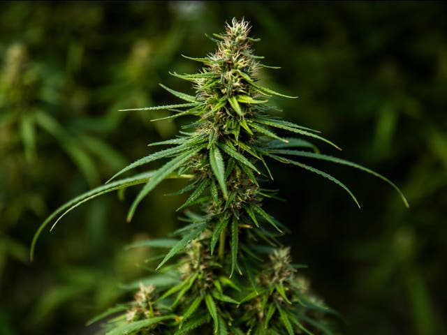 <p>The cannabis-based oral spray, Sativex, is already available on the NHS for some multiple sclerosis patients</p>