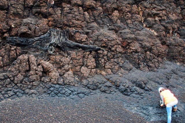 <p>The fossilised remains of a tree stump in lignite deposits in Antarctica</p>